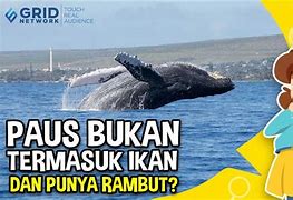 Ikan Paus Itu Ikan Atau Bukan